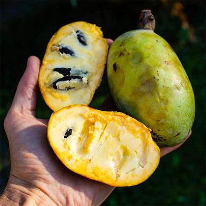 Generic Pawpaw seeds 3-pack ready for planting and germination for home gardens.