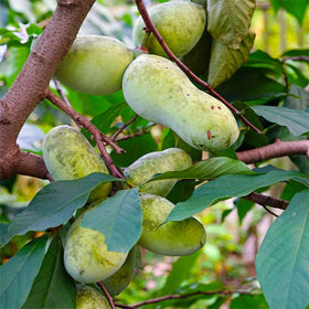 Generic Pawpaw seeds undergoing cold stratification to boost germination potential.