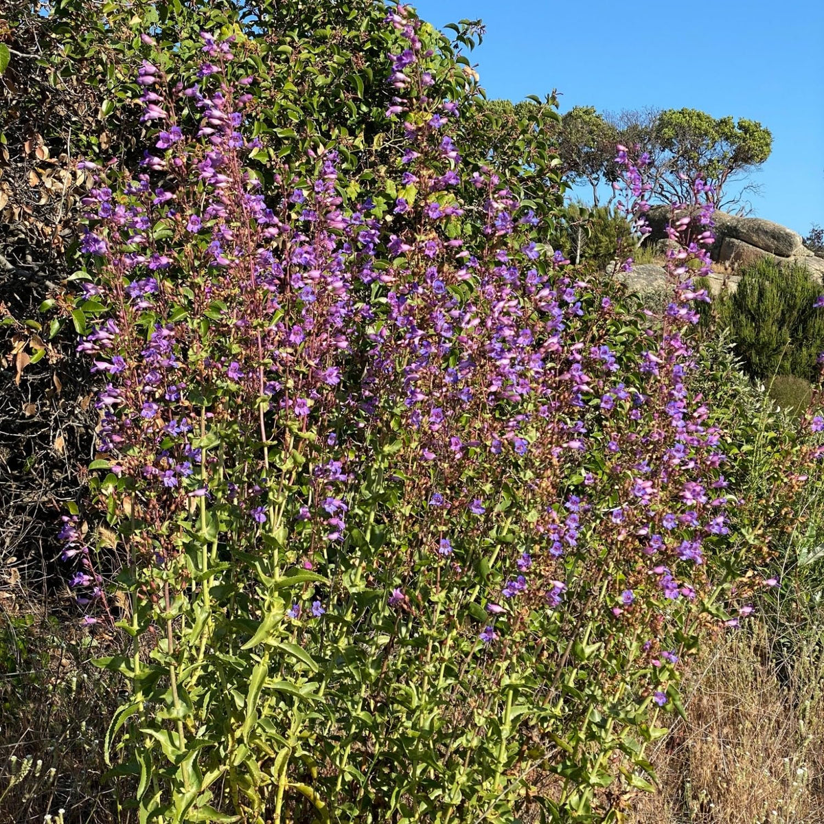 Generic Penstemon spectabilis seeds planted in a border or rock garden