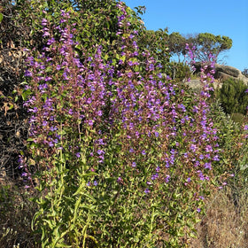 Generic Penstemon spectabilis seeds planted in a border or rock garden