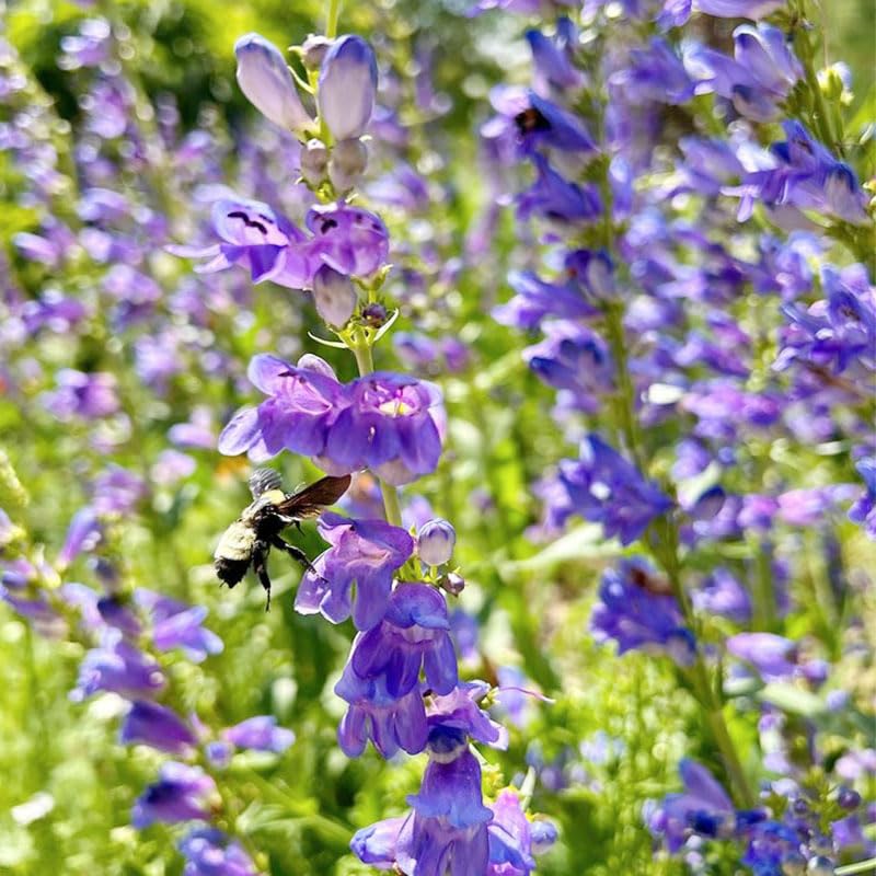 Generic Penstemon spectabilis flower spikes brightening a sunny border