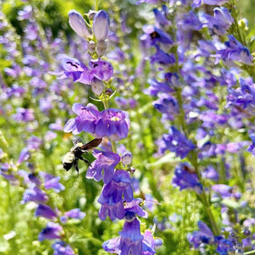 Generic Penstemon spectabilis flower spikes brightening a sunny border