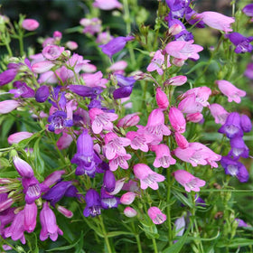 Generic Penstemon spectabilis blooms attracting pollinators in a garden