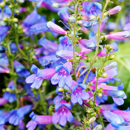 Generic Penstemon spectabilis seeds closeup for planning and selection