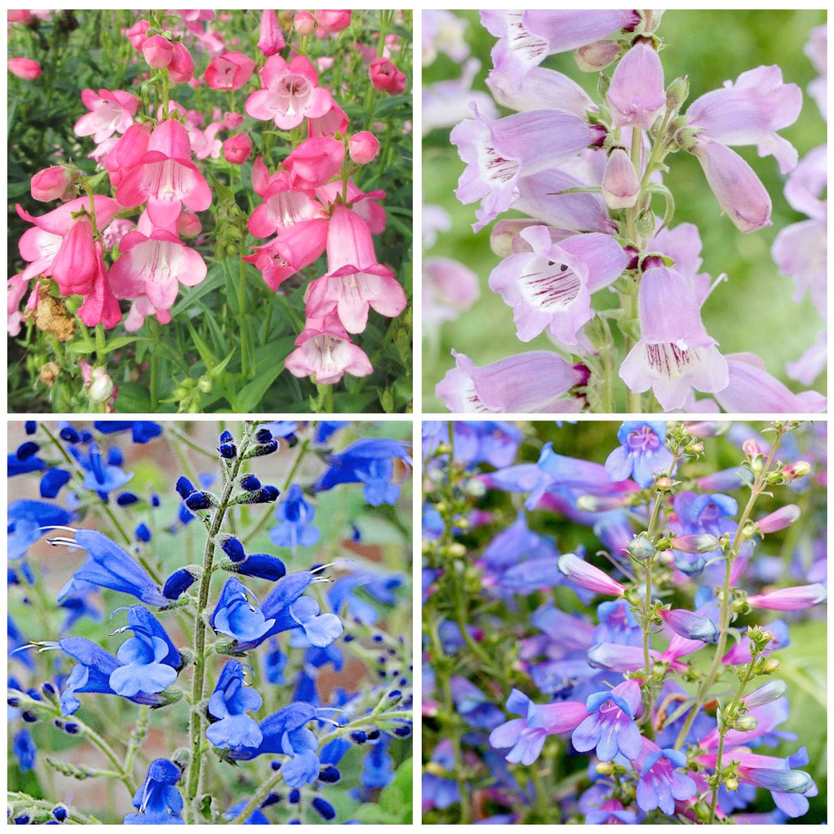 Generic Penstemon spectabilis seeds in soil ready for spring germination