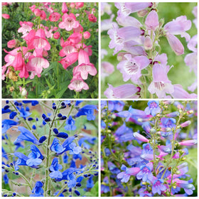 Generic Penstemon spectabilis seeds in soil ready for spring germination