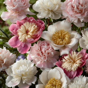 Generic Peony Seeds seed-packet with mixed colors for vibrant, lasting blooms.