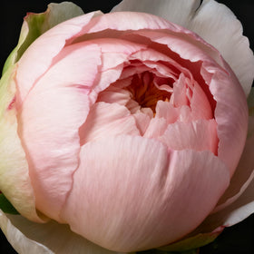 Generic Peony Seeds packaging-front-view highlighting premium non-GMO seeds.