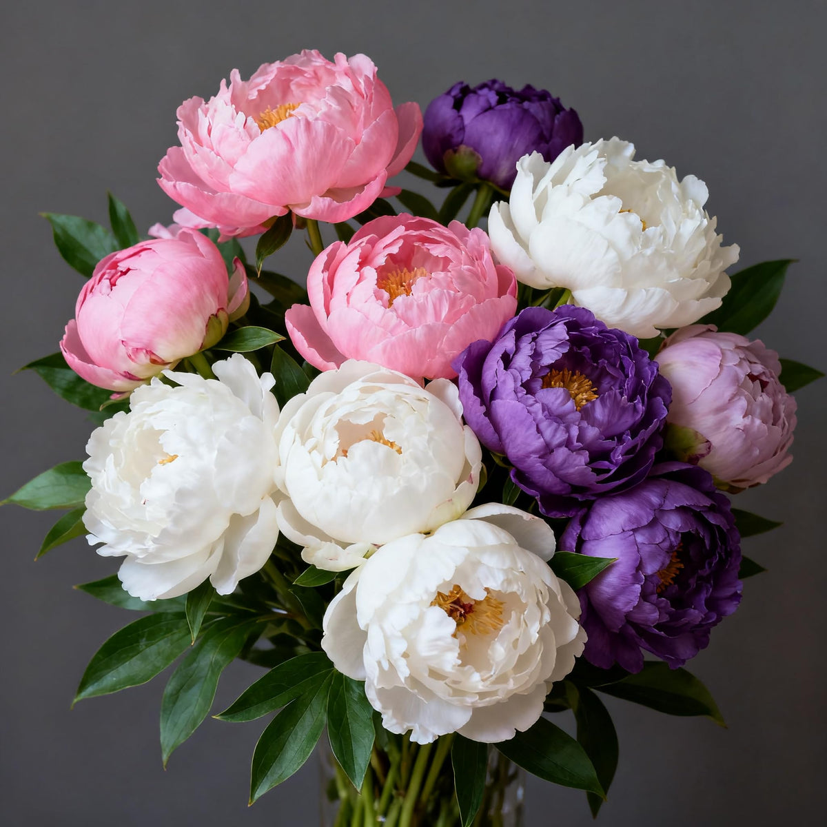 Generic Peony Seeds pollinator-friendly bloom attracting bees for your garden.