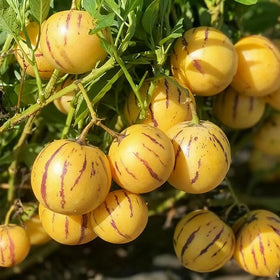Generic Pepino Melon plant with leaves and vines for ornamental and edible harvest.