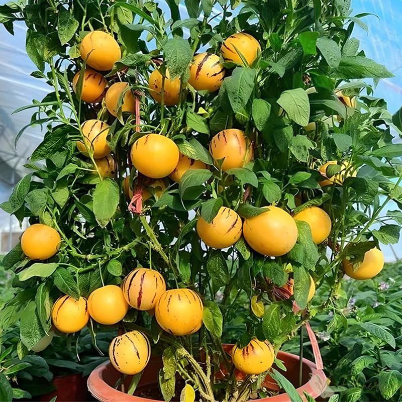 Generic Pepino Melon growing in a container garden for patios and balconies.