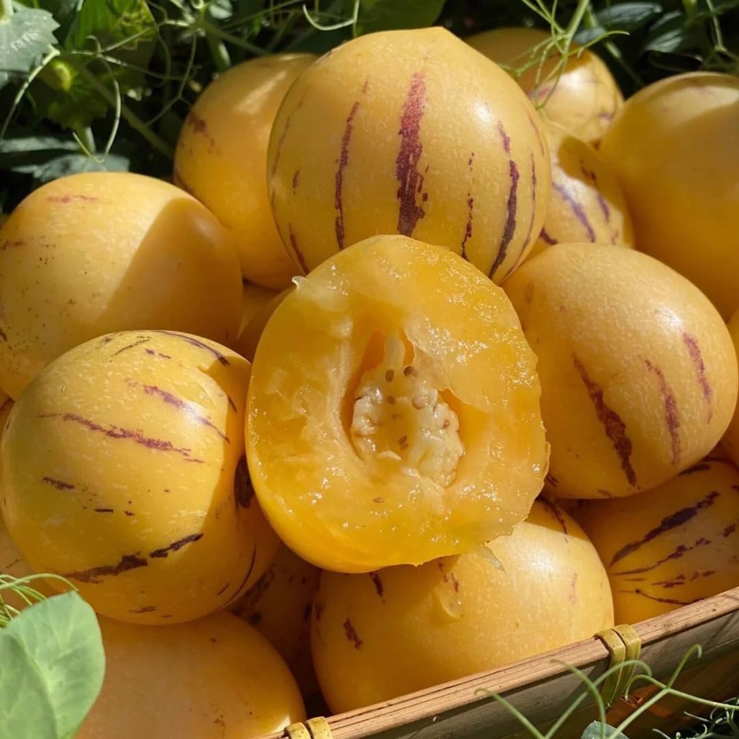 Generic Pepino Melon plant in container, ideal for patios.