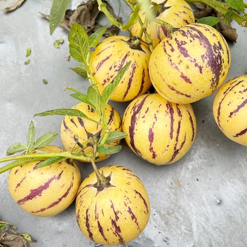 Generic Pepino Melon ripe fruit ready to slice into fresh salads.