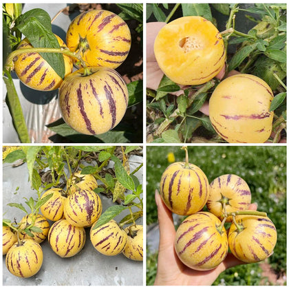 Generic Pepino Melon seed packet for easy indoor sowing and garden planting.