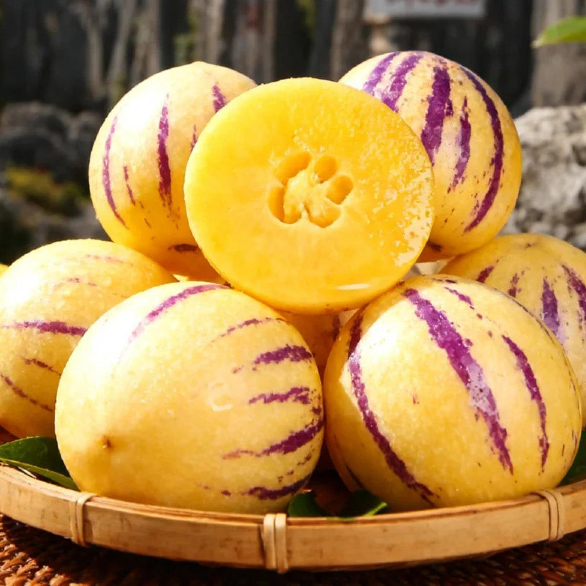 Generic Pepino Melon seeds germination tray, warm soil boosts sprouting.