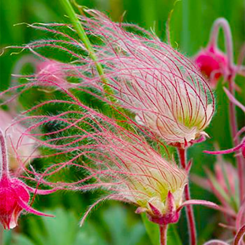 Generic Prairie Smoke in a perennial border demonstrating naturalized landscape appeal