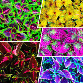 Generic perennial coleus seeds with mixed colors for vibrant shaded garden accents and container displays.
