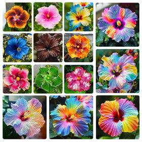 Generic perennial hibiscus seeds bloom close-up with vibrant petals for borders