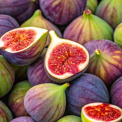 Generic Perennial King figs fruit on tree for fresh eating and home growing.