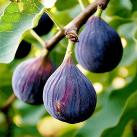 Generic Perennial King figs harvest and dessert ideas.