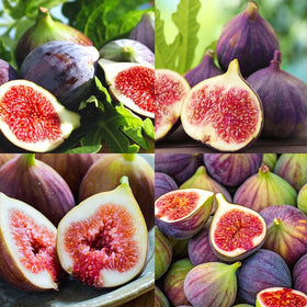 Generic Perennial King figs leaf detail for garden beauty and shade.