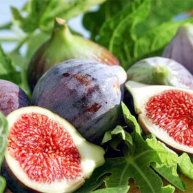 Generic Perennial King figs planting site details with well-draining soil and sun exposure.