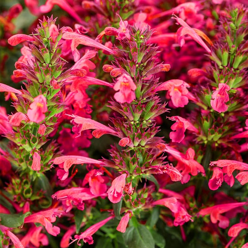 Generic perennial mix blooms in a garden bed for border display and cut-flower use.