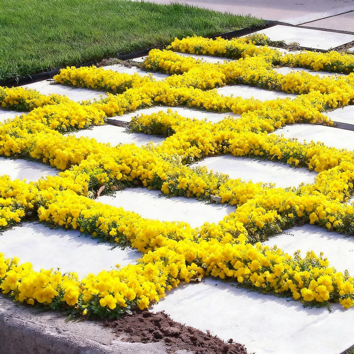 Generic perennial thyme flowers add color and aroma to containers and beds