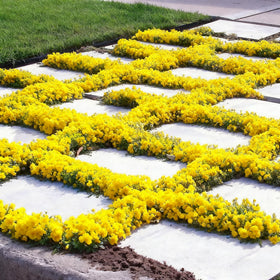 Generic perennial thyme flowers add color and aroma to containers and beds