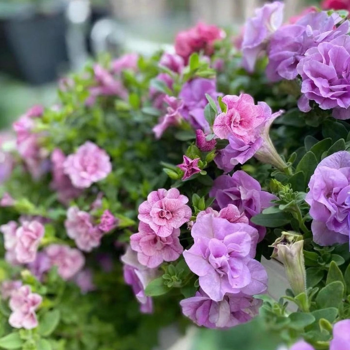 Generic Petunia Seedlings in mounded growth ready for containers and borders.