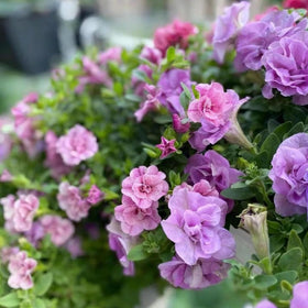 Generic Petunia Seedlings in mounded growth ready for containers and borders.