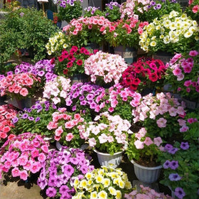 Generic Petunia Superstar thriving in full sun on sunny patios.
