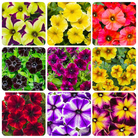 Generic Petunia Superstar bicolor petals brighten garden beds with dramatic contrast.