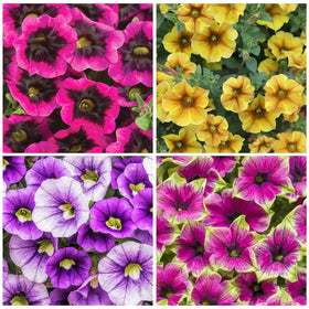 Generic Petunia Superstar dark center adds focal point to containers.