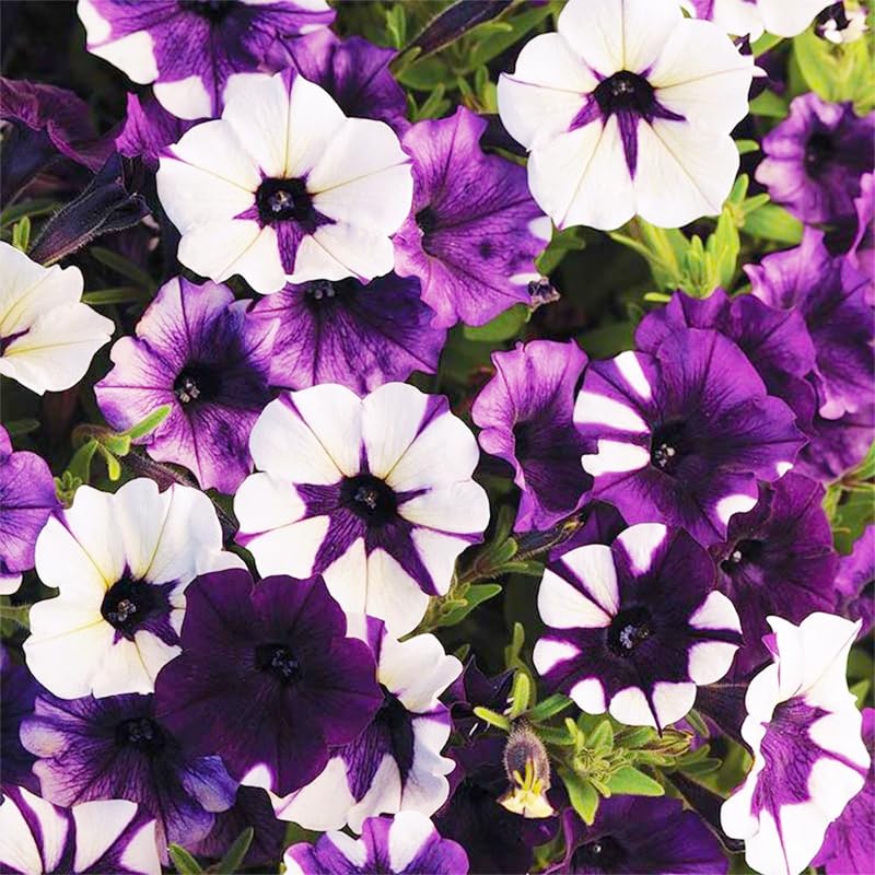 Generic Petunia Superstar garden display shows vibrant color in beds and borders.