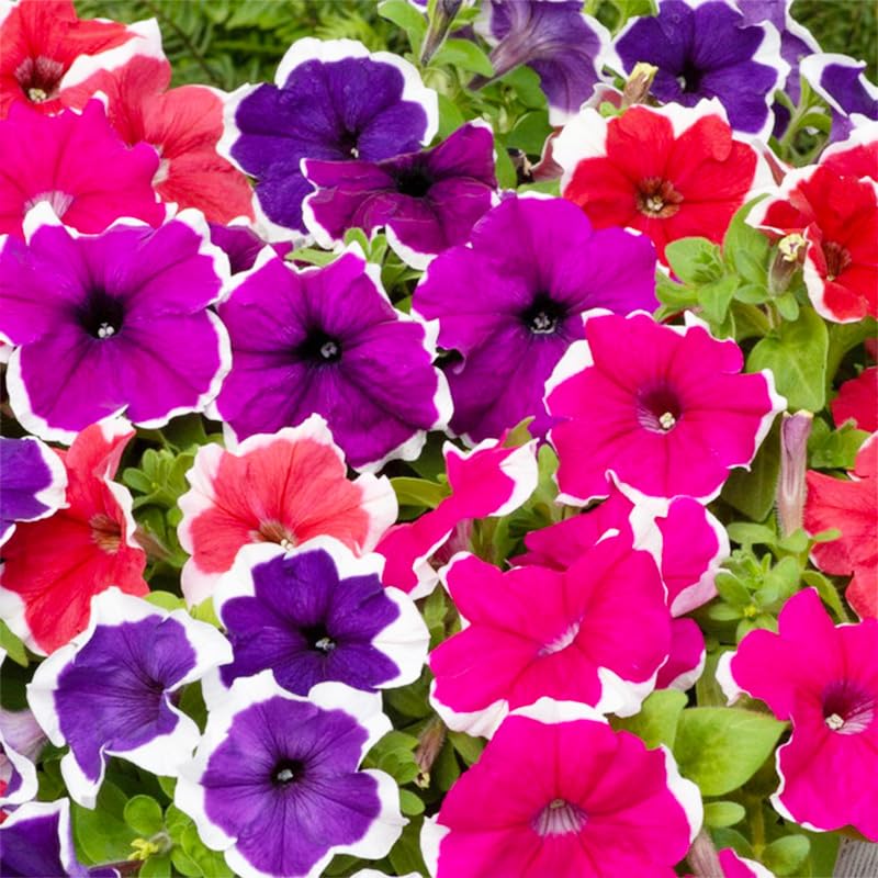 Generic Petunia Superstar window box display delivers continuous color.