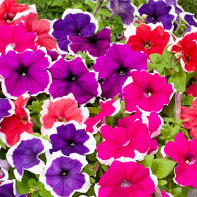 Generic Petunia Superstar window box display delivers continuous color.