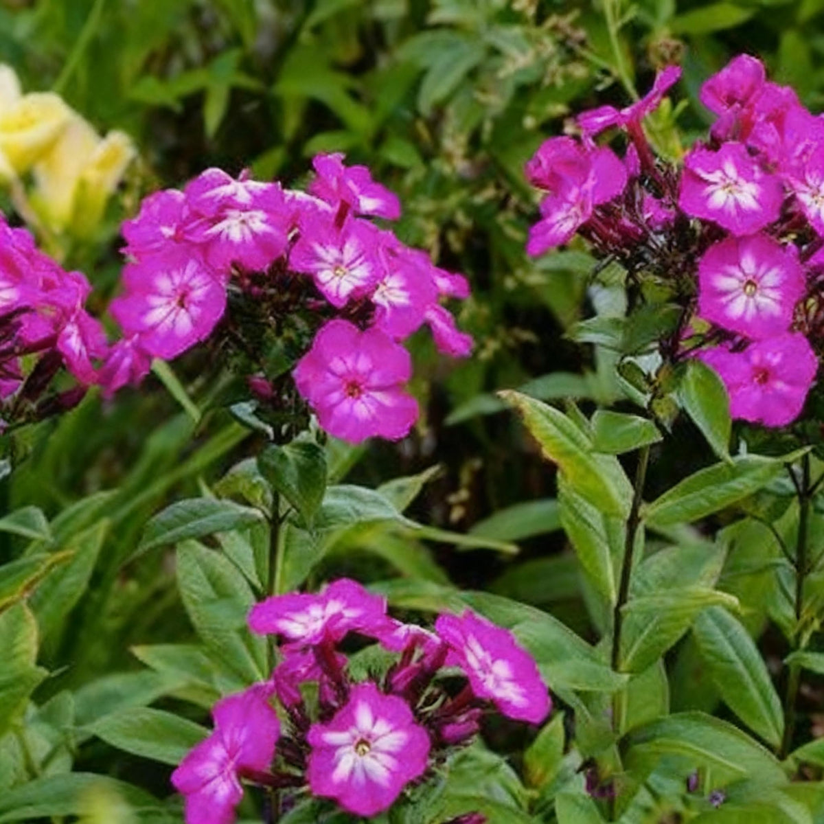 Generic phlox seeds cold-heat-tolerance supports year-round color.