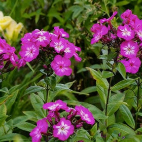 Generic phlox seeds cold-heat-tolerance supports year-round color.