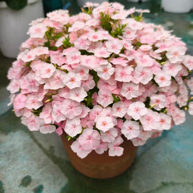 Generic phlox seeds container-planting ideal for patios and balconies.