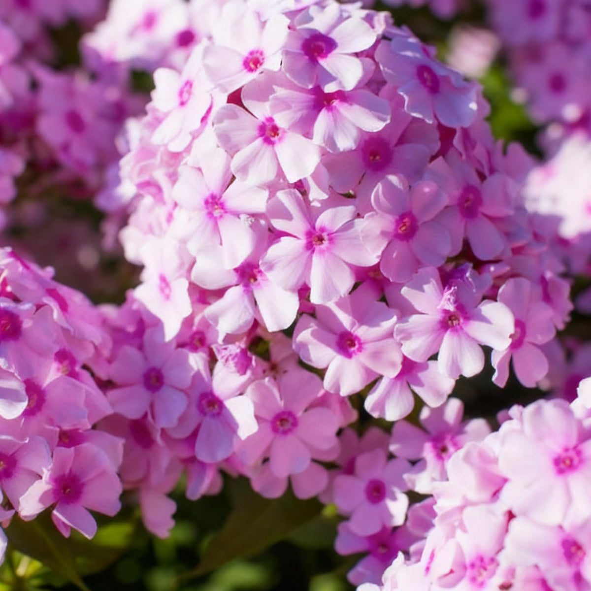 Generic phlox seeds ornamental-ground-cover for naturalizing beds.