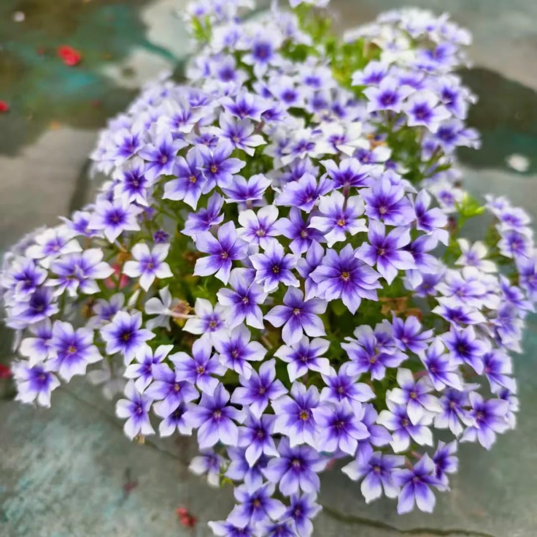 Generic phlox seeds pollinator-magnet attracting bees and butterflies.