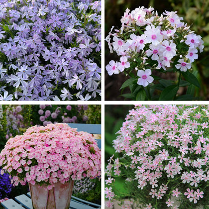 Generic phlox seeds profuse-blooms for vibrant garden displays.