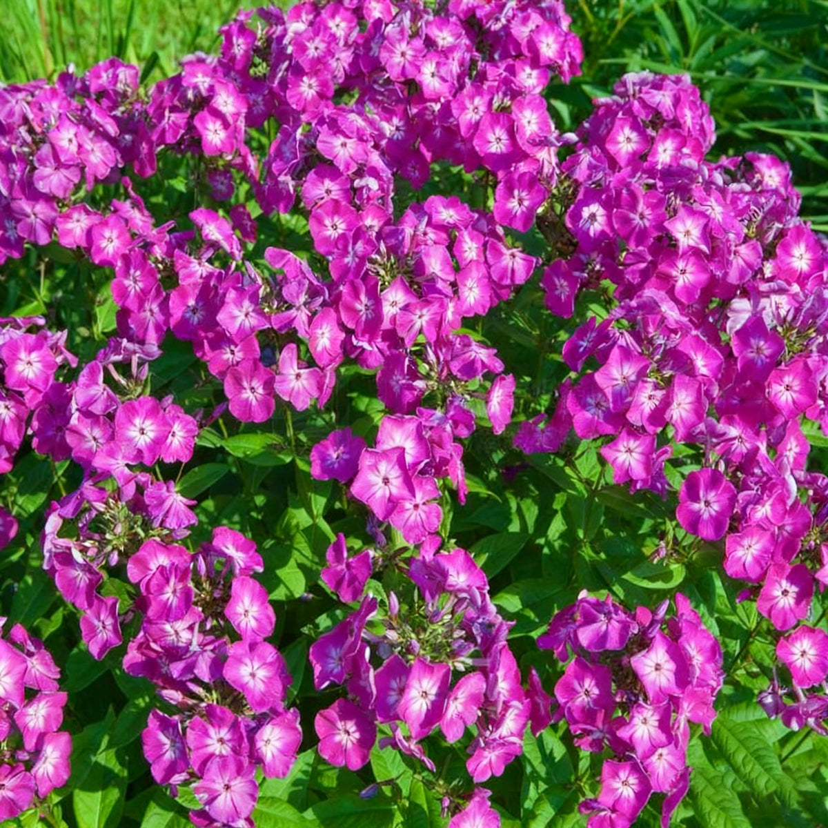 Generic phlox seeds zones-4-8 hardy perennial performance.