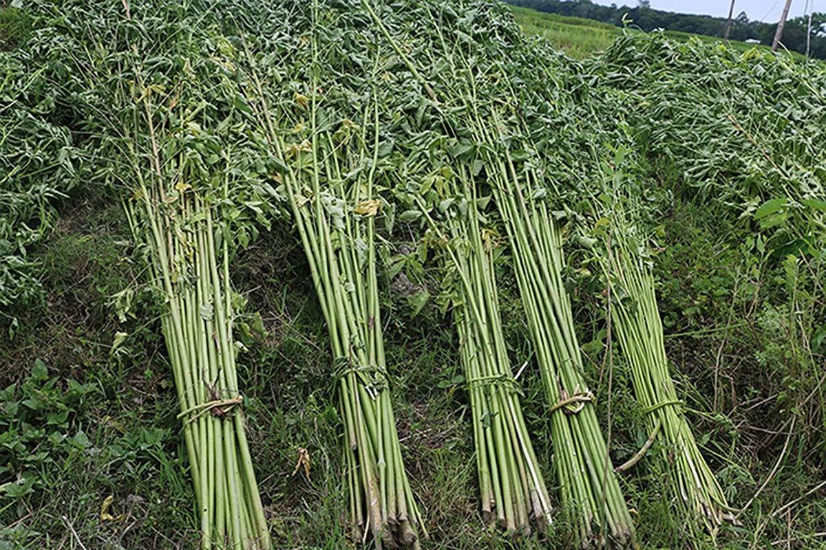 Planting Molokhia seeds in soil for warm-season greens