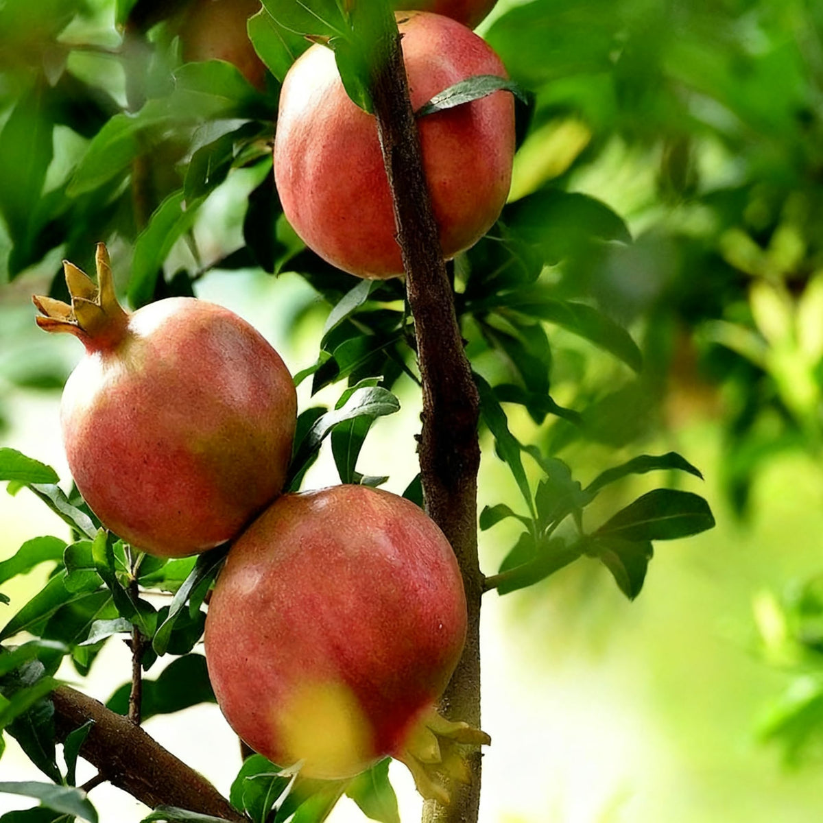 Generic planting of pomegranate seeds in garden bed for fresh fruit