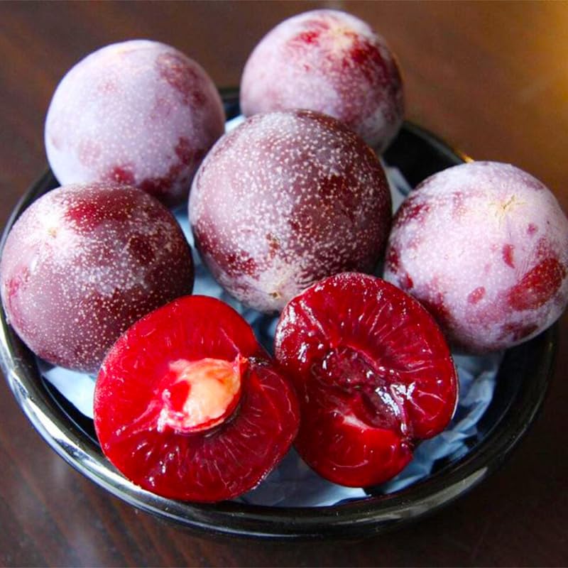 Generic plum tree seeds planted for ornamental spring blossoms and summer shade