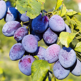 Generic plum tree seeds outdoors ready for planting in full sun
