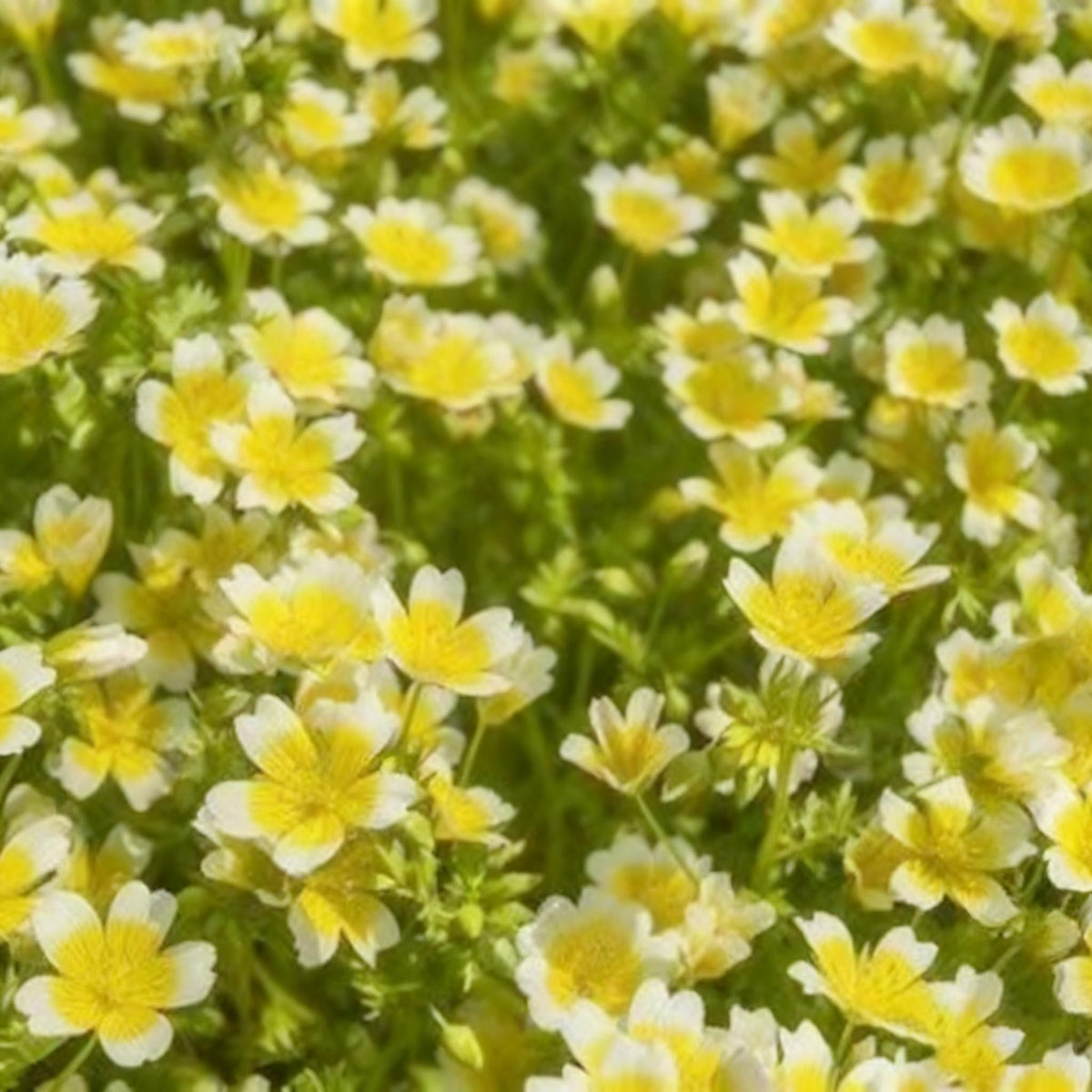 Generic poached egg seed batch ideal for easy spring broadcast sowing.