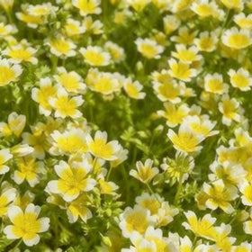 Generic poached egg seed batch ideal for easy spring broadcast sowing.